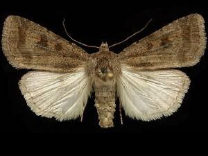 Caradrina morpheus