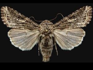 Spodoptera praefica
