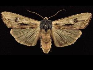 Xylena nupera