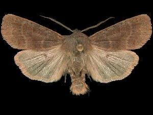 Homoglaea hircina