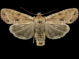 Lithophane innominata