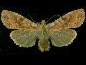 Lithophane innominata