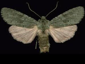 Lithophane lepida