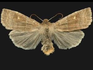 Eupsilia vinulenta