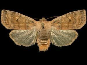 Eupsilia tristigmata