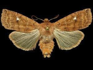 Eupsilia tristigmata