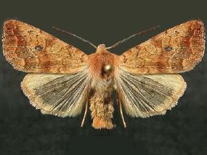 Sunira verberata