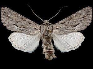 Fishia yosemitae