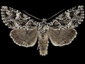 Platypolia anceps