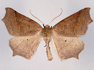 Prochoerodes truxaliata