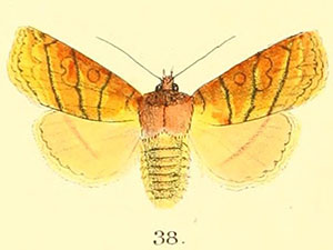 Pyreferra moffatiana