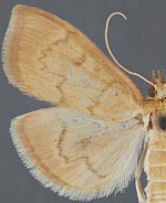 Anania extricalis