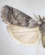 Salebriaria grandidentalis