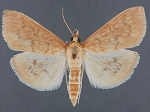 Framinghamia helvalis