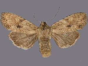 Lithophane innominata