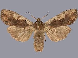 Lithophane petulca