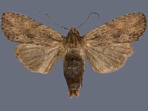 Lithophane hemina