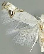 Paraleucoptera heinrichi