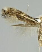 Bucculatrix dominatrix