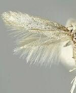 Elachista coniophora