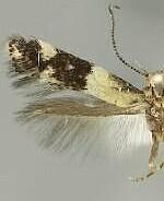 Elachista telcharella