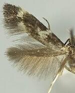 Elachista finarfinella