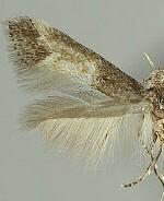 Elachista caranthirella