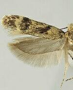 Chionodes lector