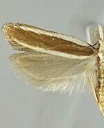 Dichomeris marginella