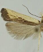 Dichomeris gnoma