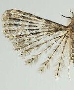 Alucita montana