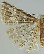 Alucita adriendenisi