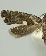 Glyphipterix urticae