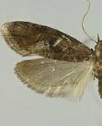 Ellabella bayensis