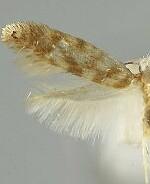 Argyresthia cupressella