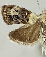 Neocaloreas multimarginata