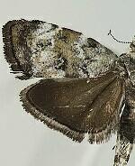 Choreutis diana