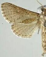 Givira marga