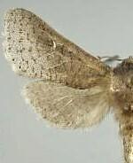 Givira marga