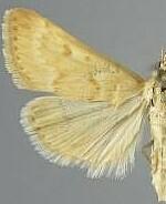 Achyra occidentalis