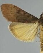 Uresiphita reversalis