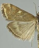 Loxostege munroealis