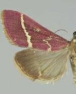 Pyrausta volupialis