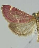 Pyrausta grotei