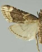 Aglossa cacamica