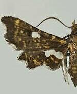 Thyris maculata