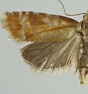 Rhyacionia buoliana