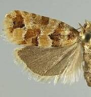 Eucopina bobana