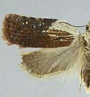 Acleris santacrucis