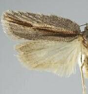 Acleris senescens